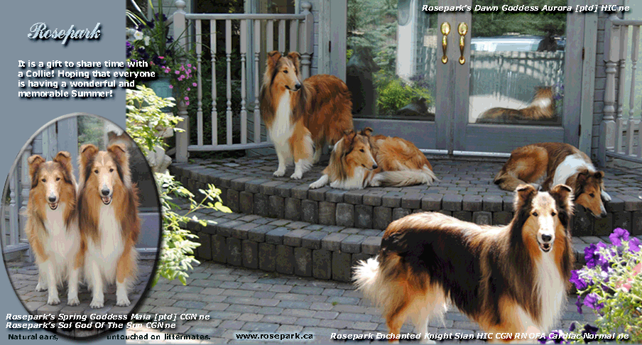 Collies OnLine